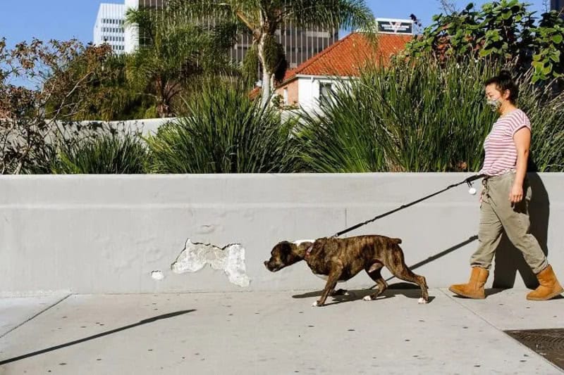 Woman walking dog on leash in urban park with buildings in background.