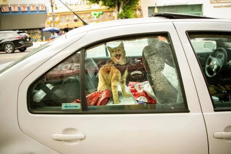 Dog inside a car with its mouth open, looking out the window.