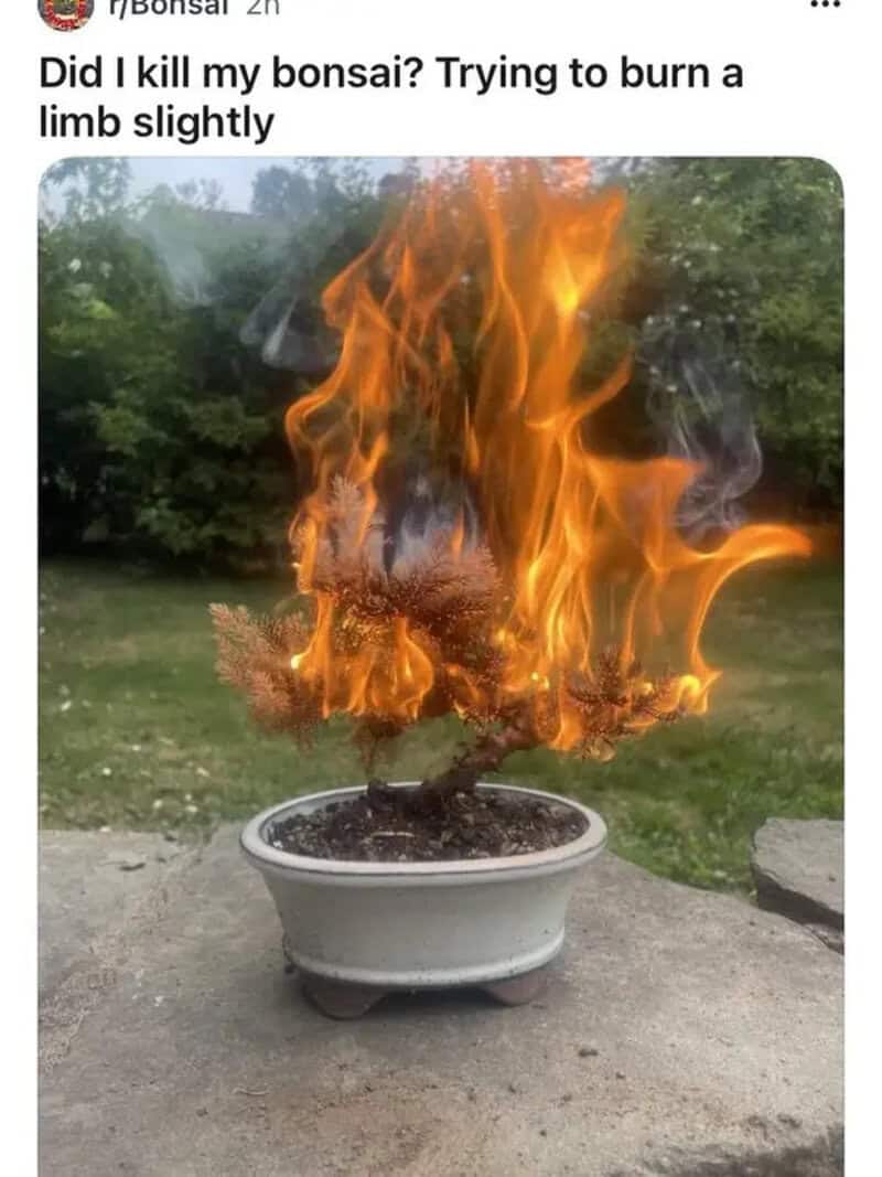 Bonsai tree on fire in a pot, trying to burn a limb slightly.