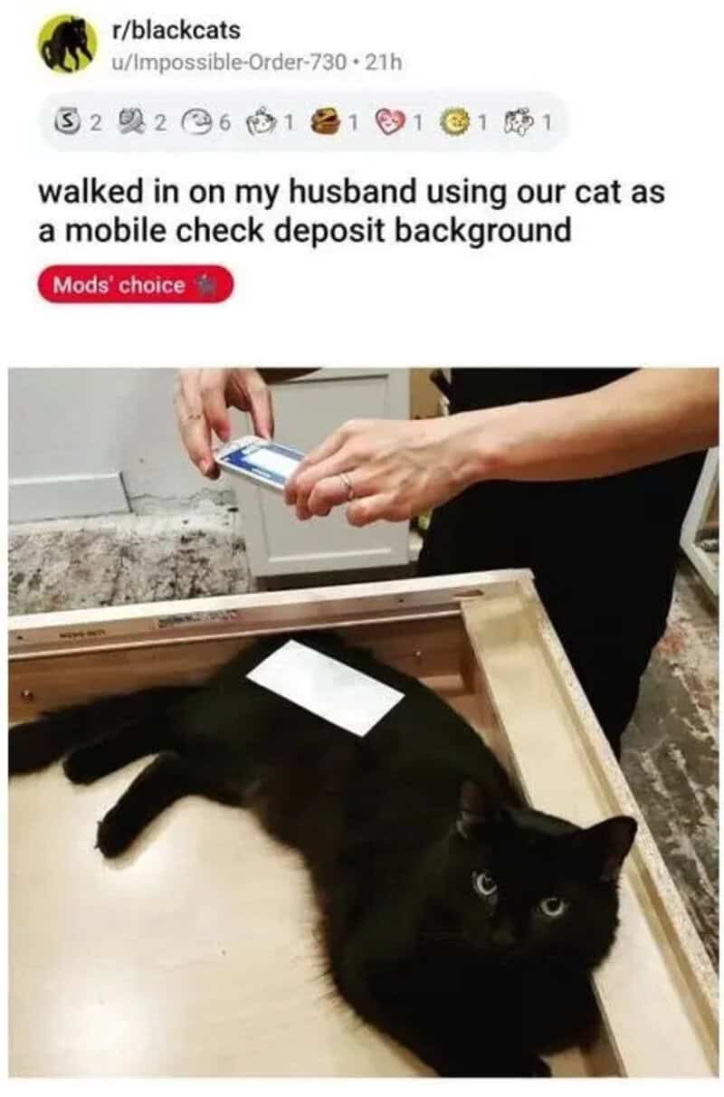 Person using a phone on a cat as a mobile check deposit background.