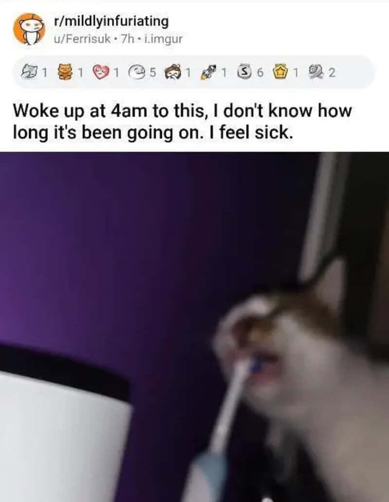 Cat with a thermometer in its mouth, looking unwell, with a meme about waking up at 4am feeling sick.