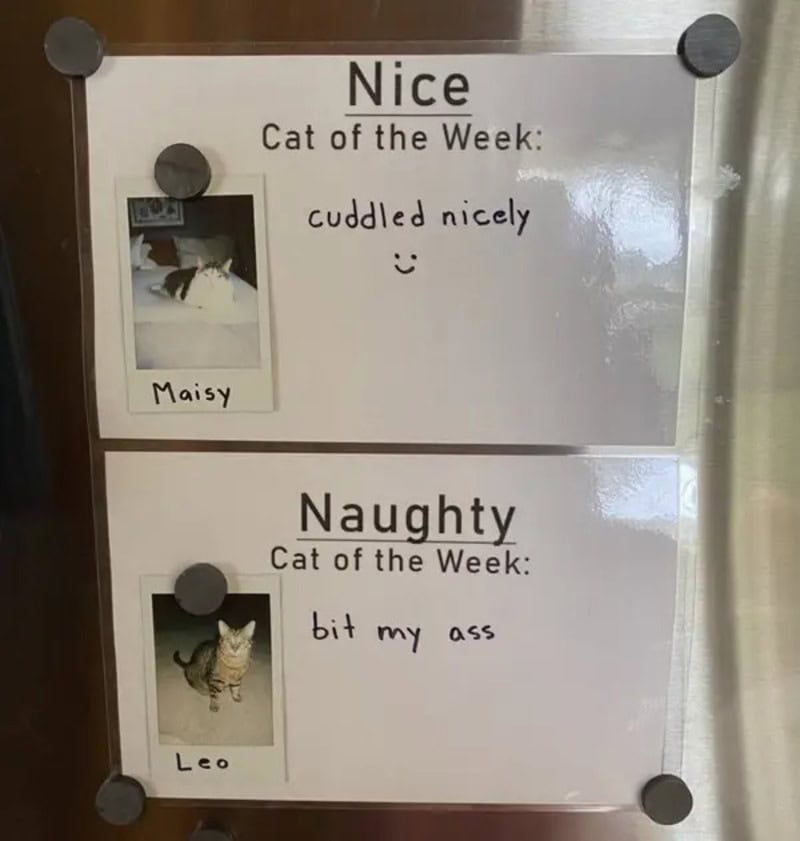 Two signs showing cat of the week: Nice cuddled Maisy and Naughty Leo with photos.