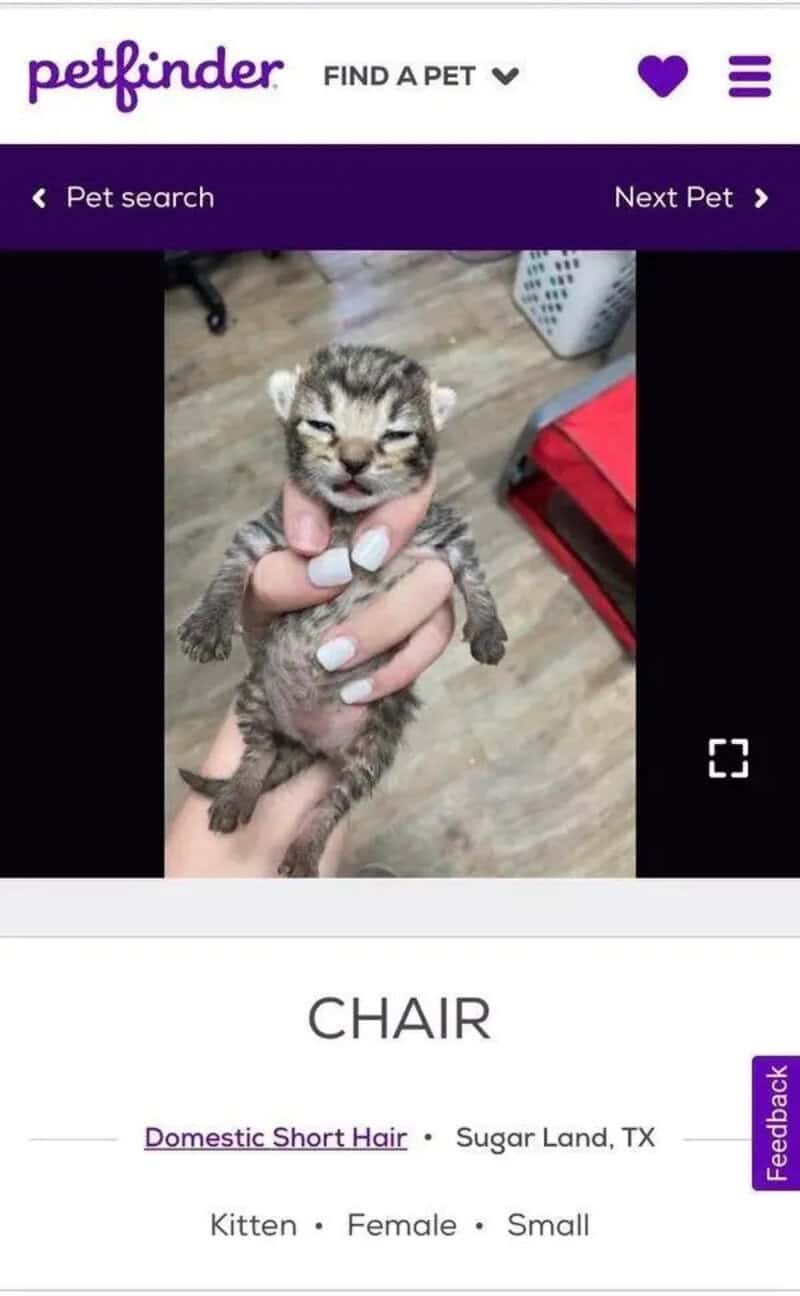 Small kitten being held by a person with long white nails, on Petfinder.