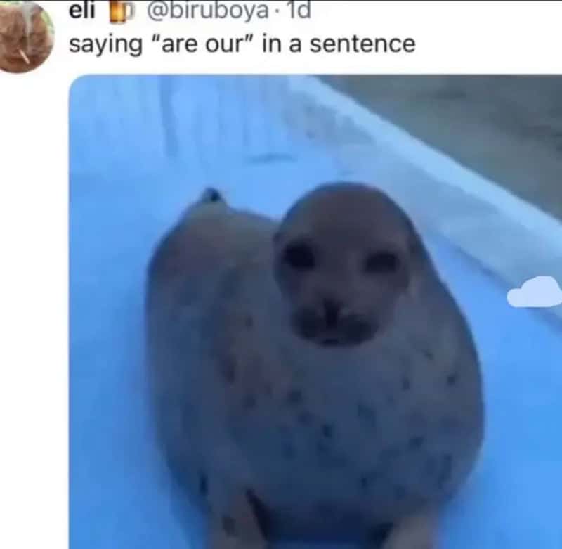 A seal with a dog's face edited onto it, sitting on ice.