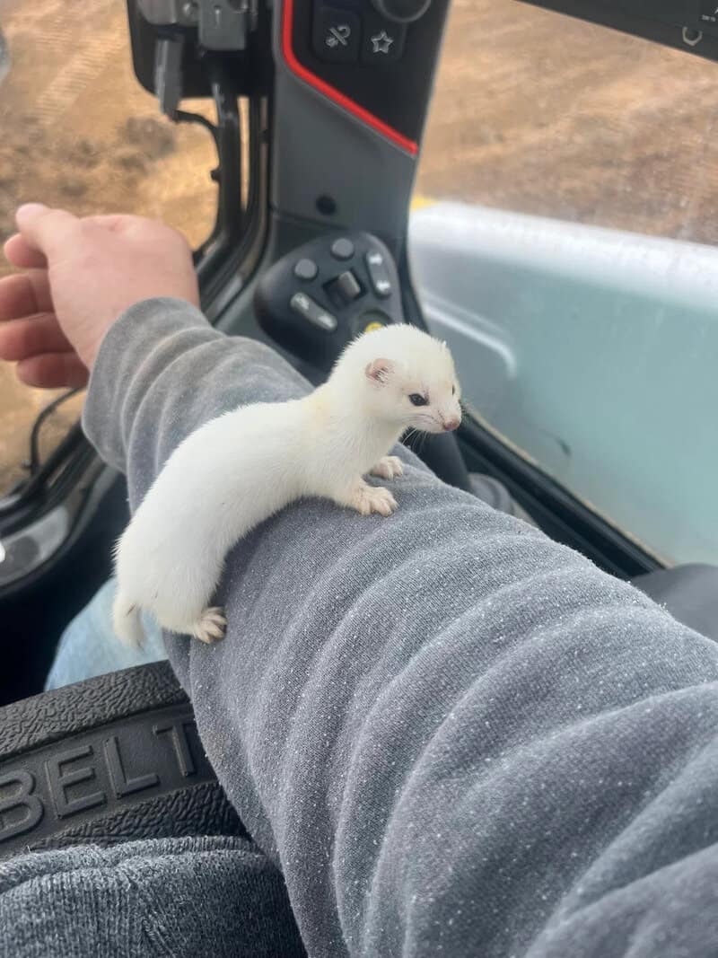 Small white ferret on a person's arm inside a vehicle.