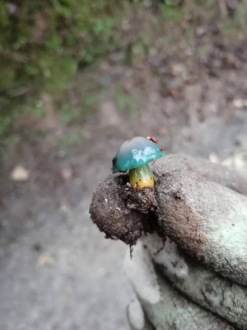 Small blue mushroom with yellow stem held by a gloved hand.