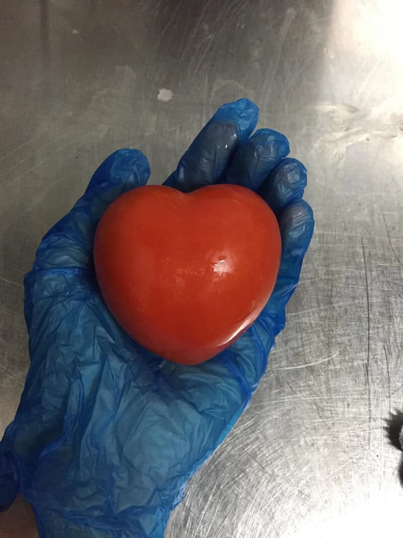 A hand in a blue glove holding a heart-shaped tomato.