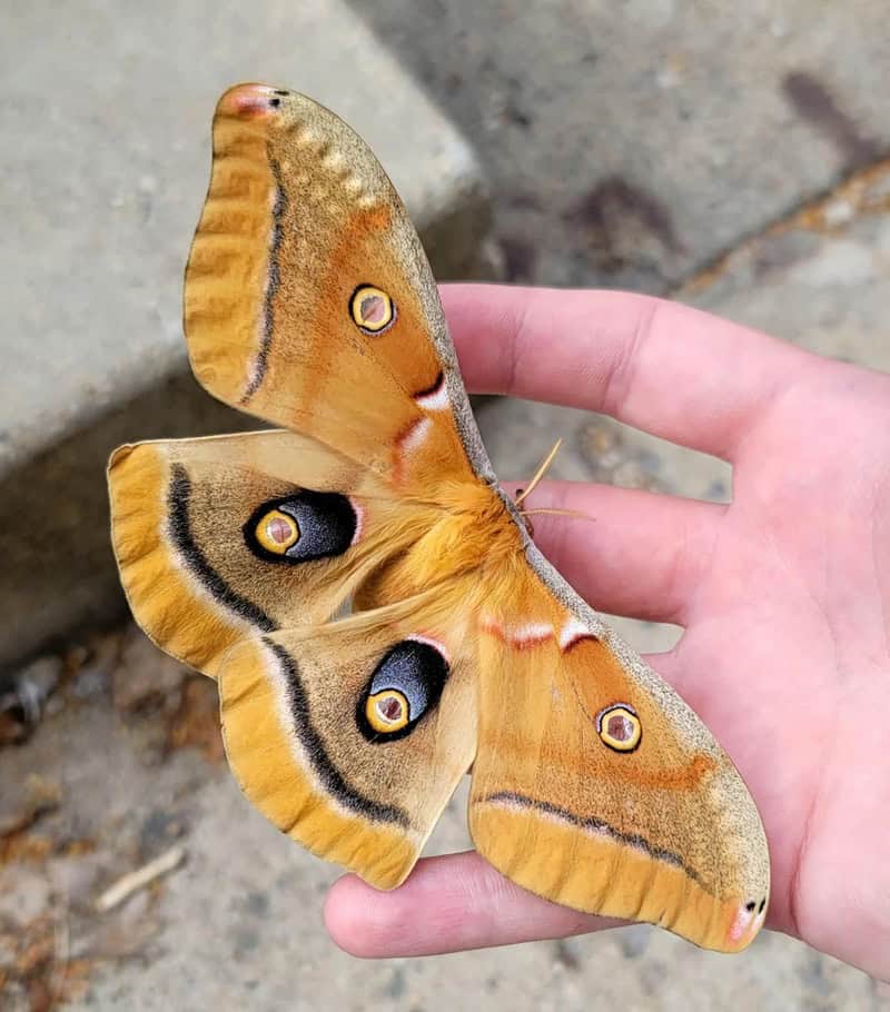 Large orange butterfly with eye spots on wings held by a person's hand.
