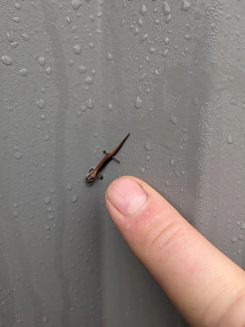 Small lizard on a gray surface with water droplets, near a person's finger.