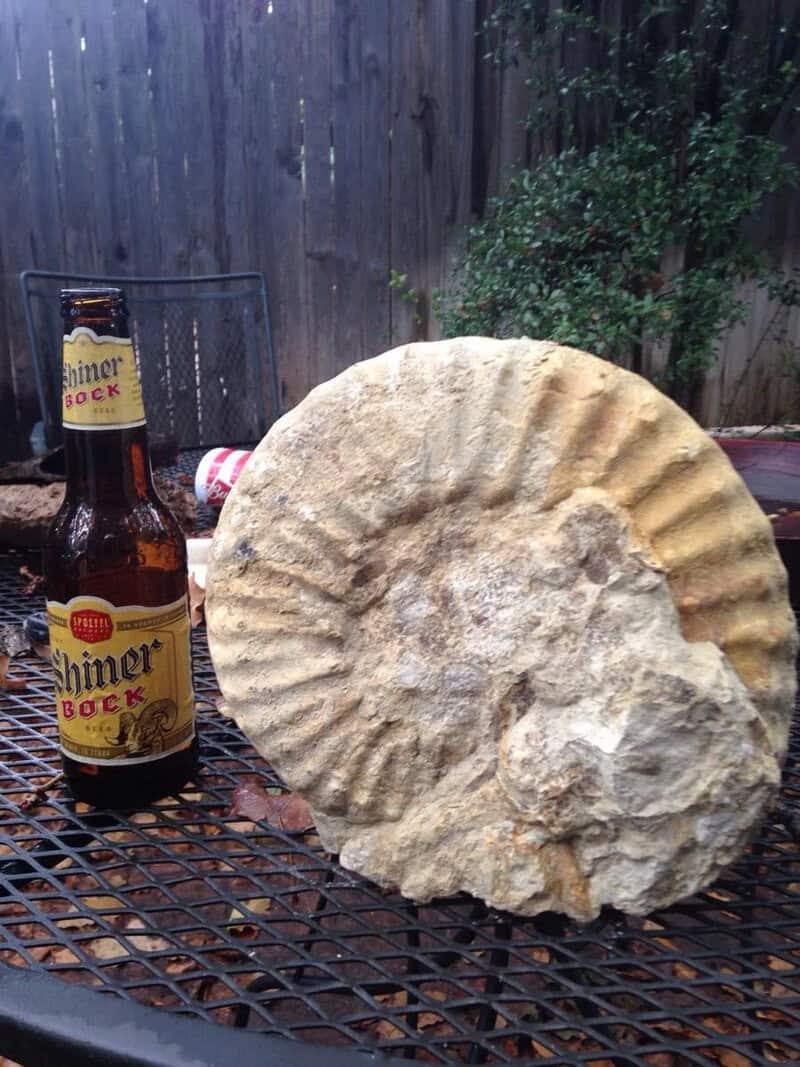Large fossilized ammonite shell and a Shiner Bock beer bottle on a metal table.