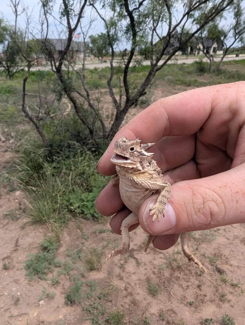 Small lizard held in hand with trees and dirt background.