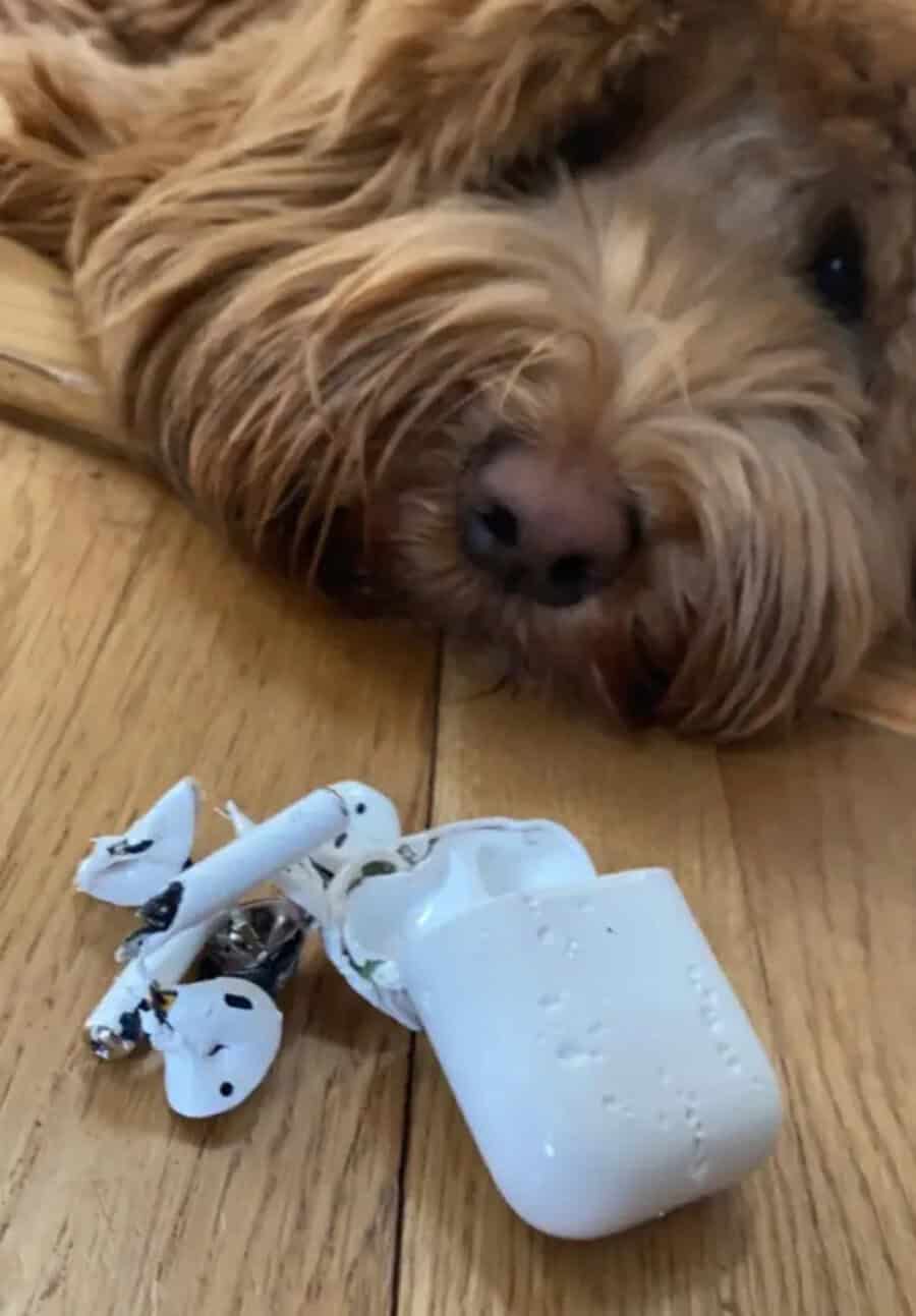 Dog lying next to broken wireless earbuds and charging case on wooden floor.