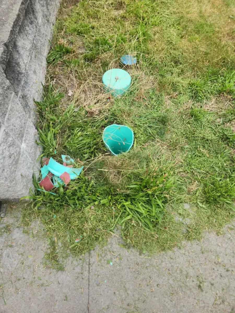 Broken blue Easter eggs on grass near a tree and sidewalk.