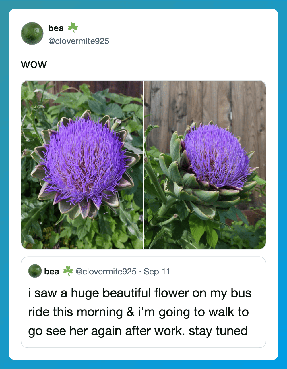 Two photos of a large purple flower on a green plant, with a wooden fence in the background.