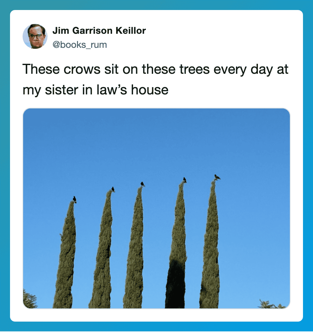Six crows sit on tall, narrow trees against a blue sky.