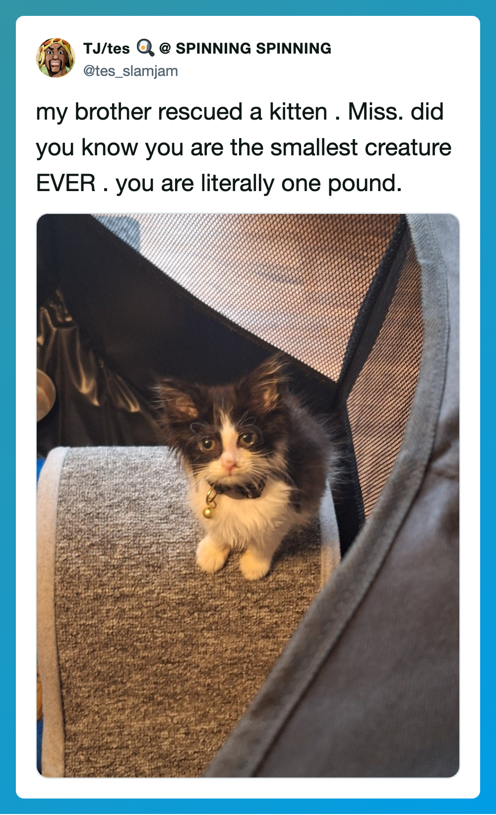 A tiny kitten rescued by a brother, sitting on a gray surface near a pet carrier.