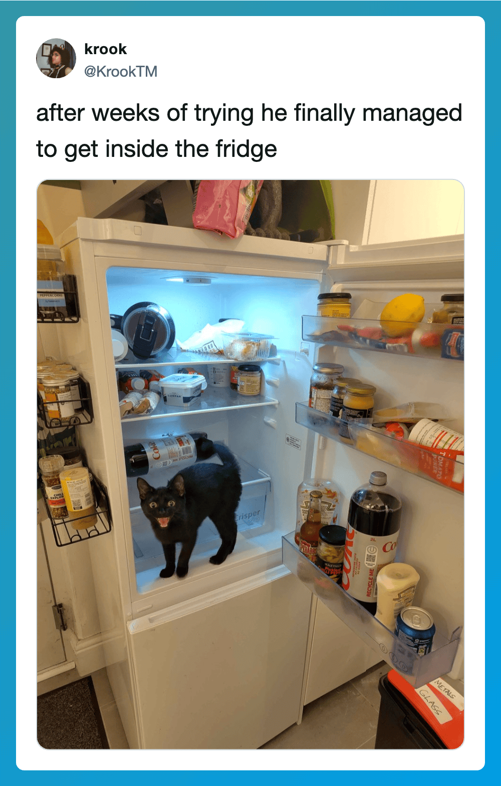 Black cat inside open fridge with food, after weeks of trying to get in.