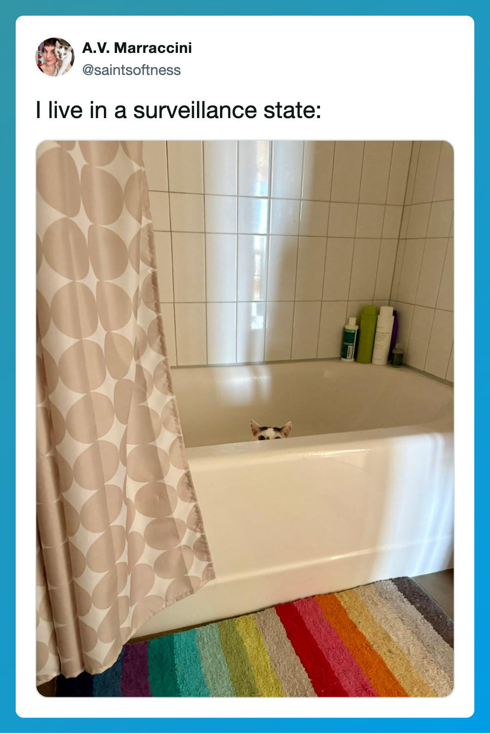 Cat peeking over bathtub edge with shower curtain and colorful rug.