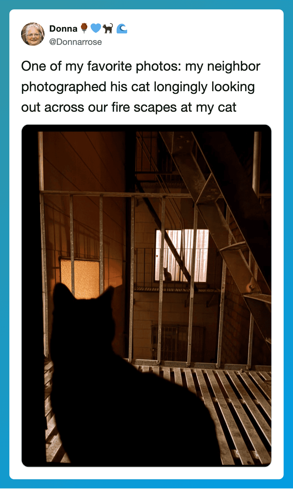 Neighbor's cat looking out across fire escapes from balcony.