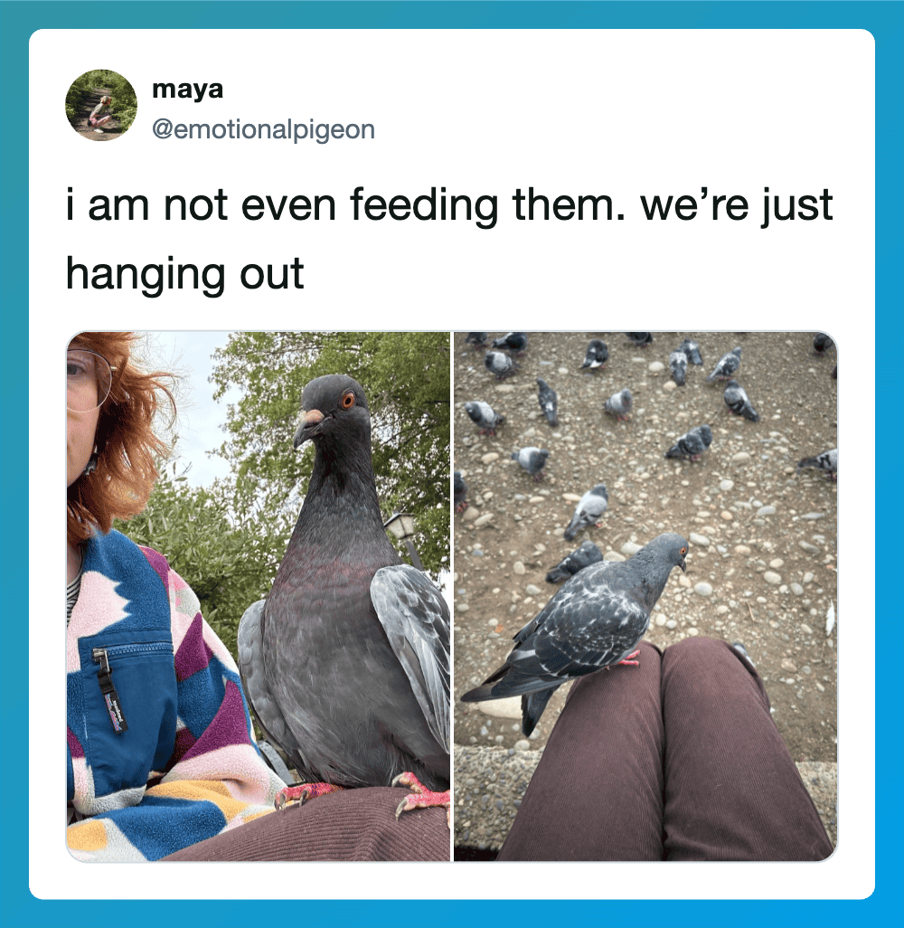 A person with a pigeon on their knee, and a group of pigeons on the ground.
