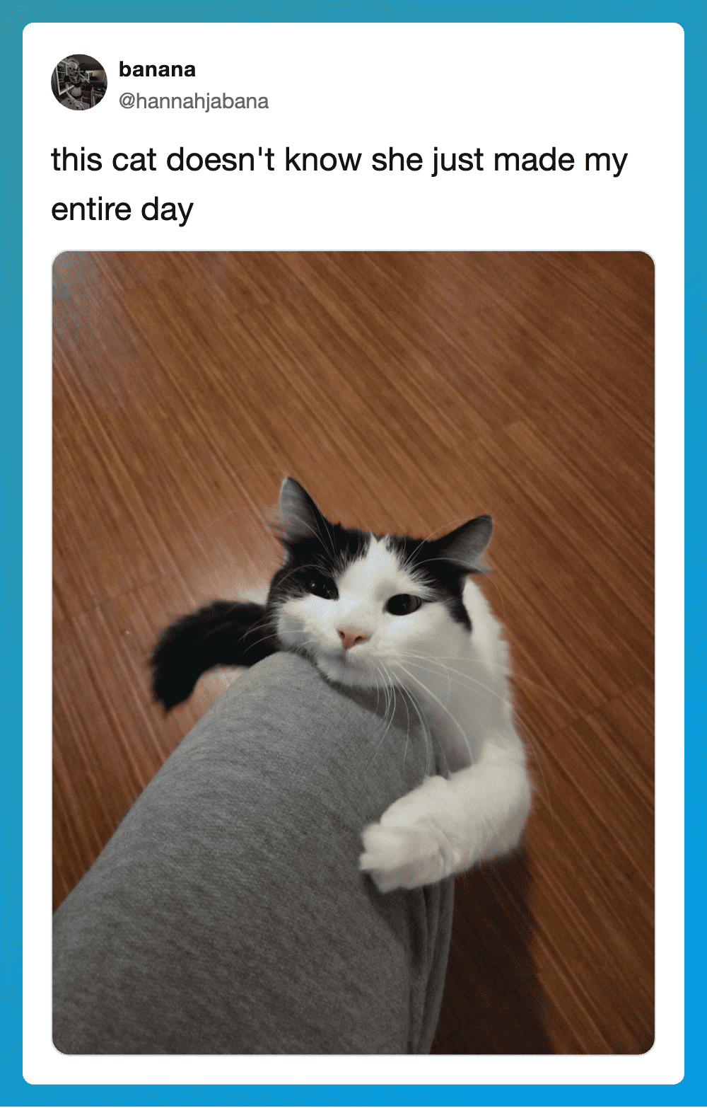 Cute black and white cat hugging a person's leg, looking up.