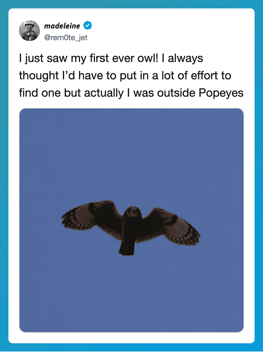 Owl flying in clear blue sky with tweet about first owl sighting.
