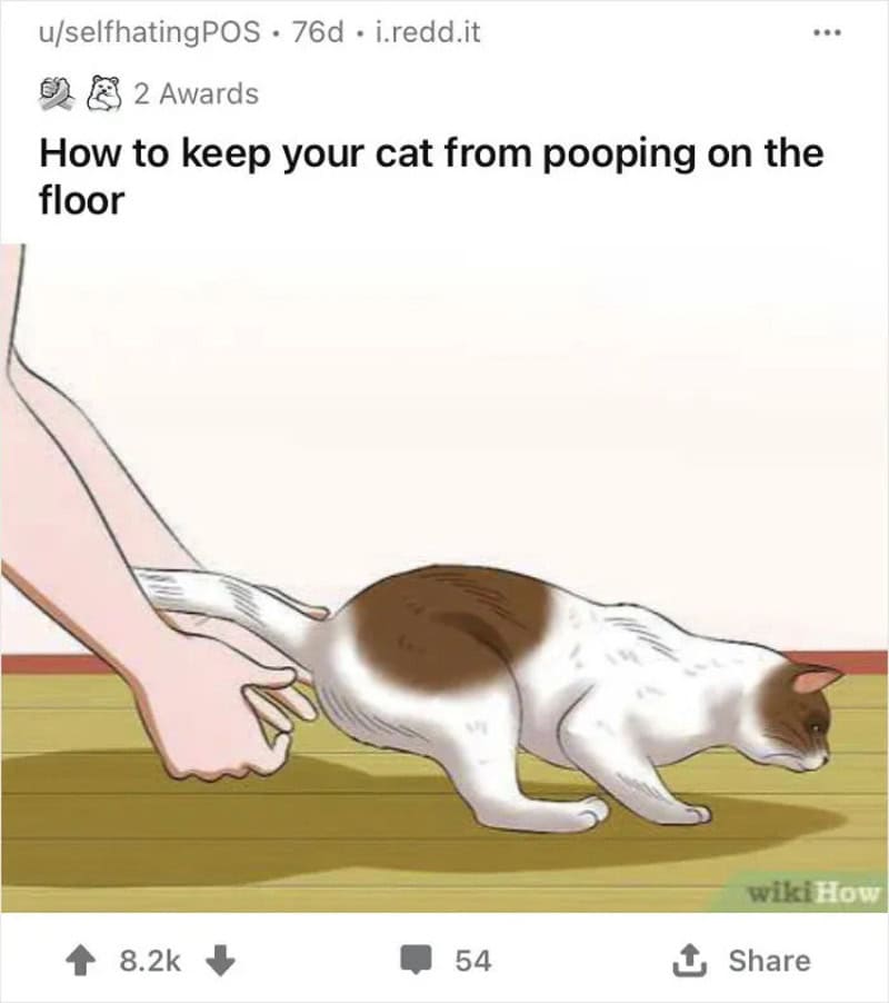 How to keep your cat from pooping on the floor with a spray bottle.