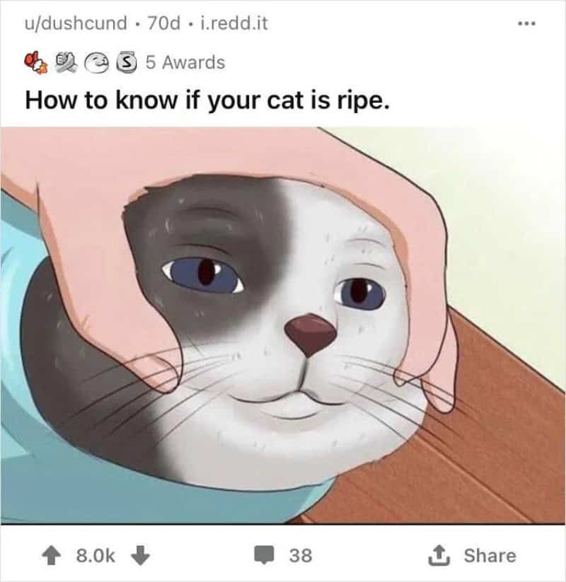 How to know if your cat is ripe. Cartoon cat with a hand on its face.