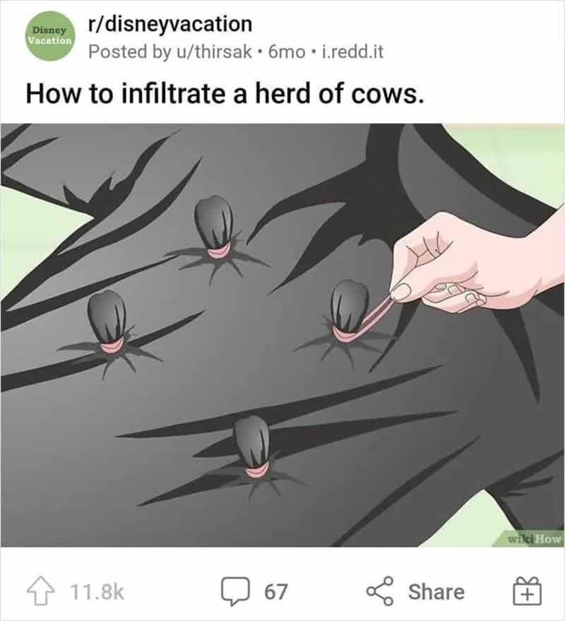 Person using a needle to infiltrate a herd of cows with black and pink udders.