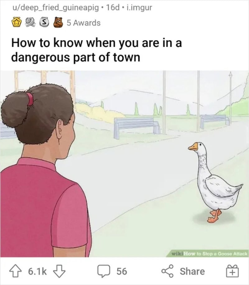 Woman notices a goose in a dangerous part of town.