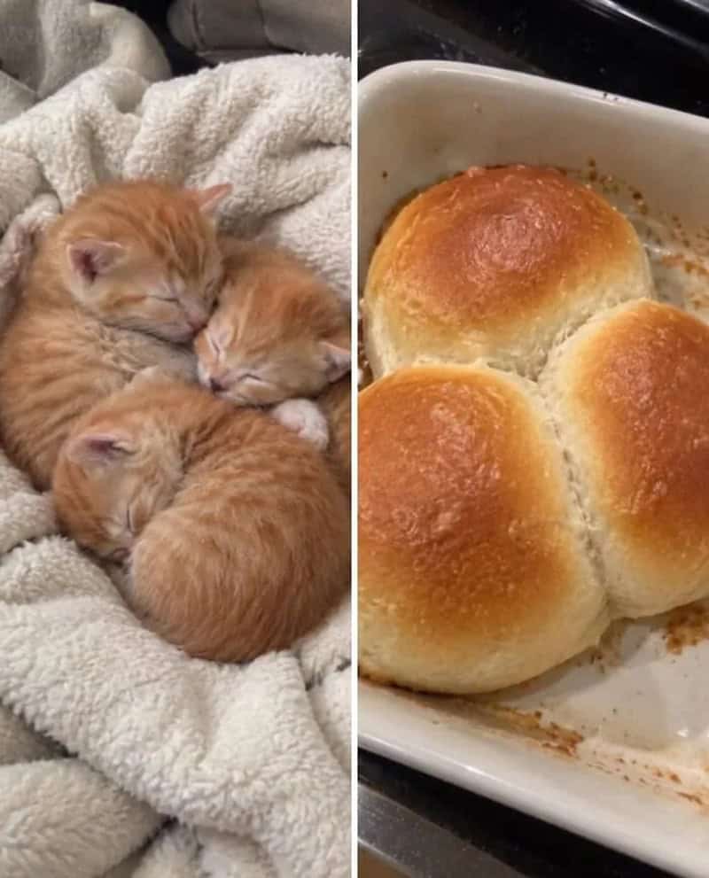 Three orange kittens sleeping next to bread rolls.