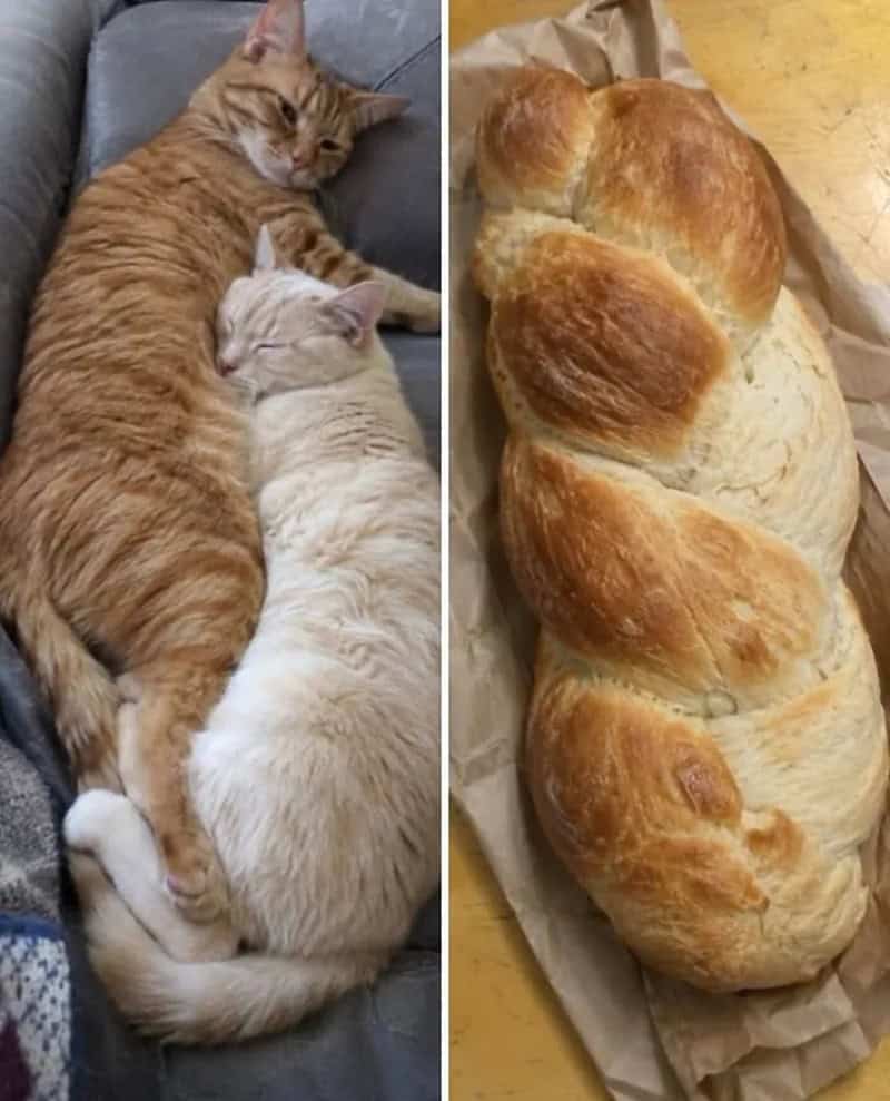 Two cats cuddling, one orange and one white, next to a loaf of bread.