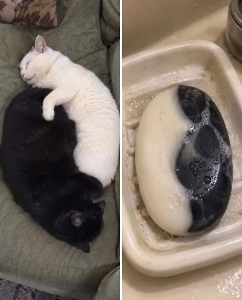 Two cats sleeping, one white and one black, next to a soap bar that looks like a panda.