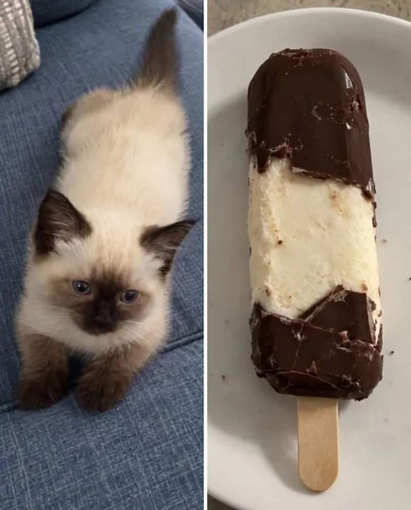 Cute kitten with cream and brown fur sitting on a blue couch.
