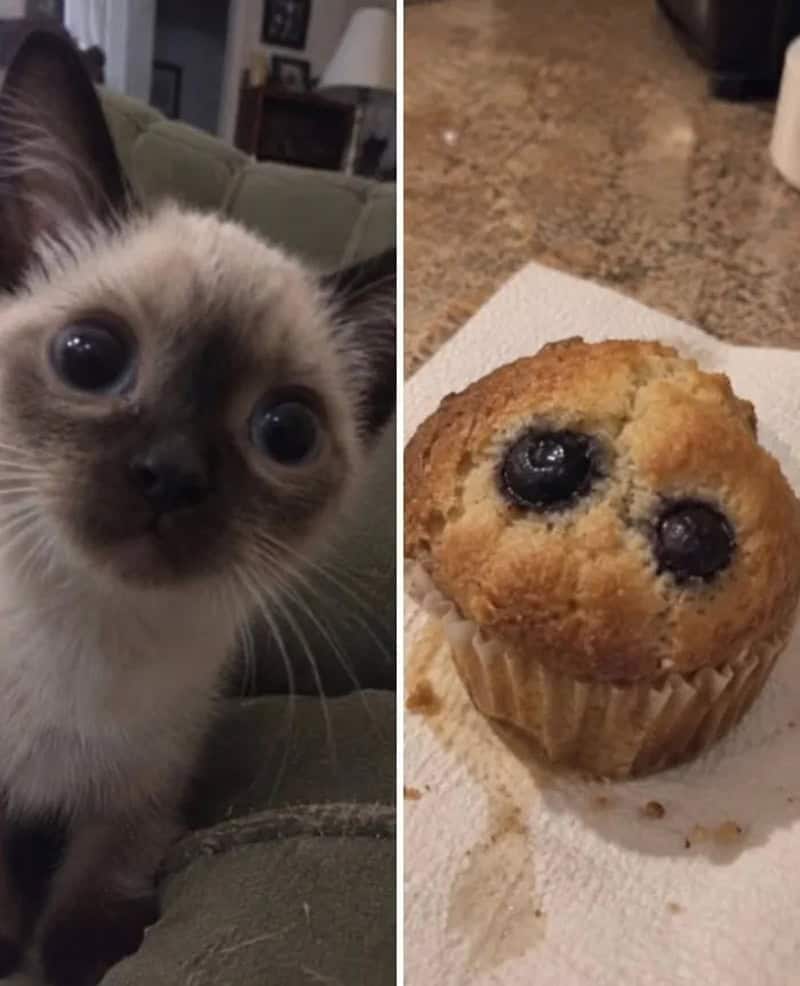 Cute kitten and blueberry muffin side by side.