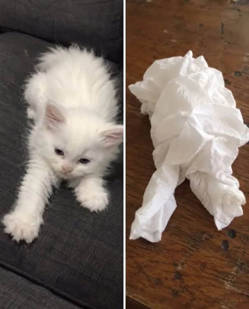 White fluffy kitten next to crumpled tissue paper on wooden table.