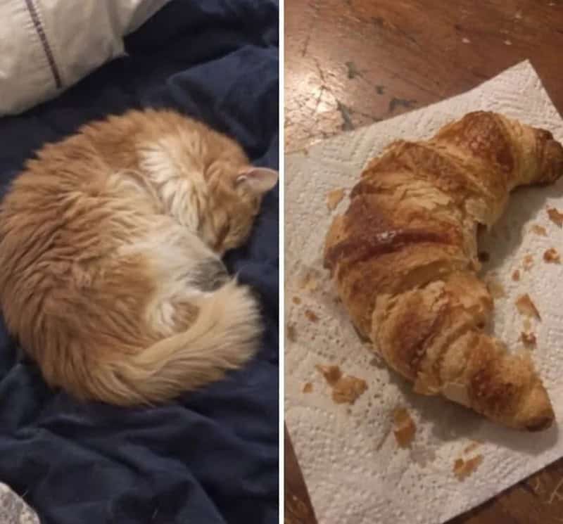 Orange cat sleeping curled up next to a croissant on a napkin.