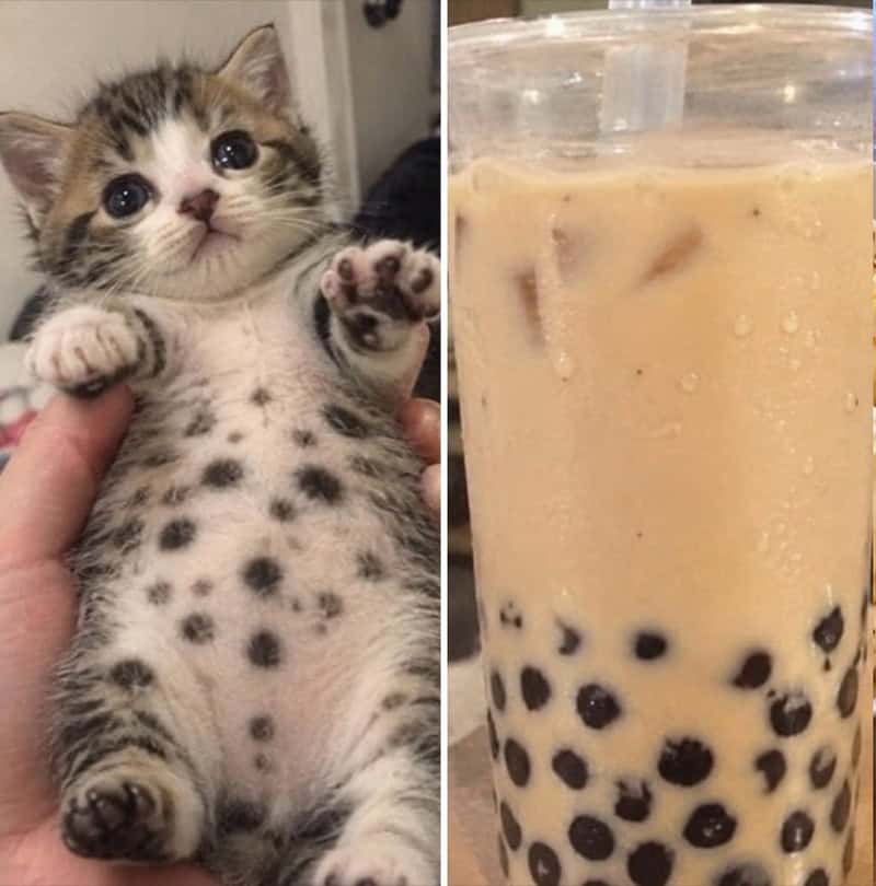 Cute kitten with spots next to a bubble tea with black tapioca pearls.