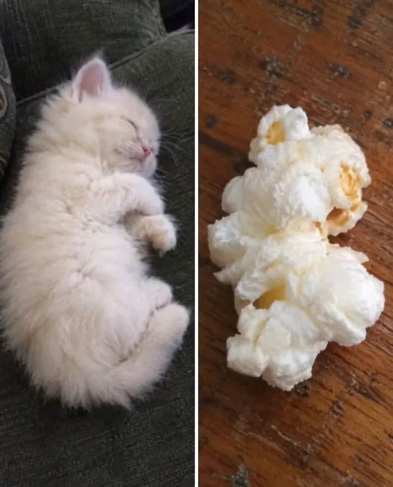 Cute white kitten sleeping next to a scoop of vanilla ice cream.