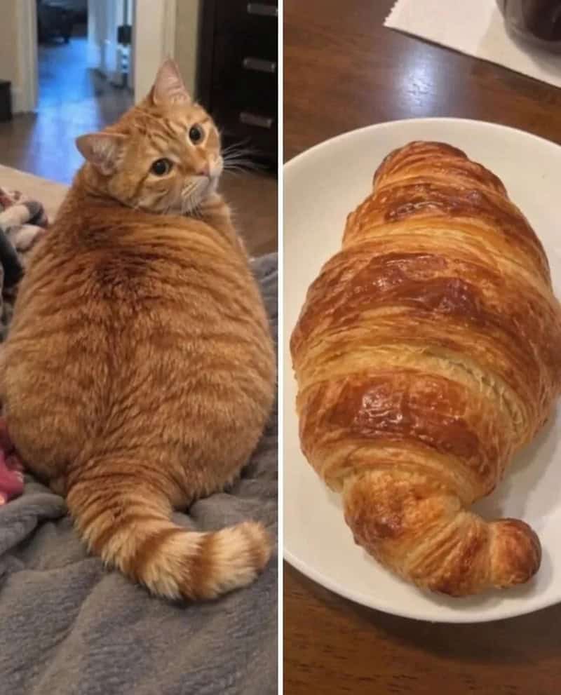 Orange tabby cat and croissant side by side, resembling each other.