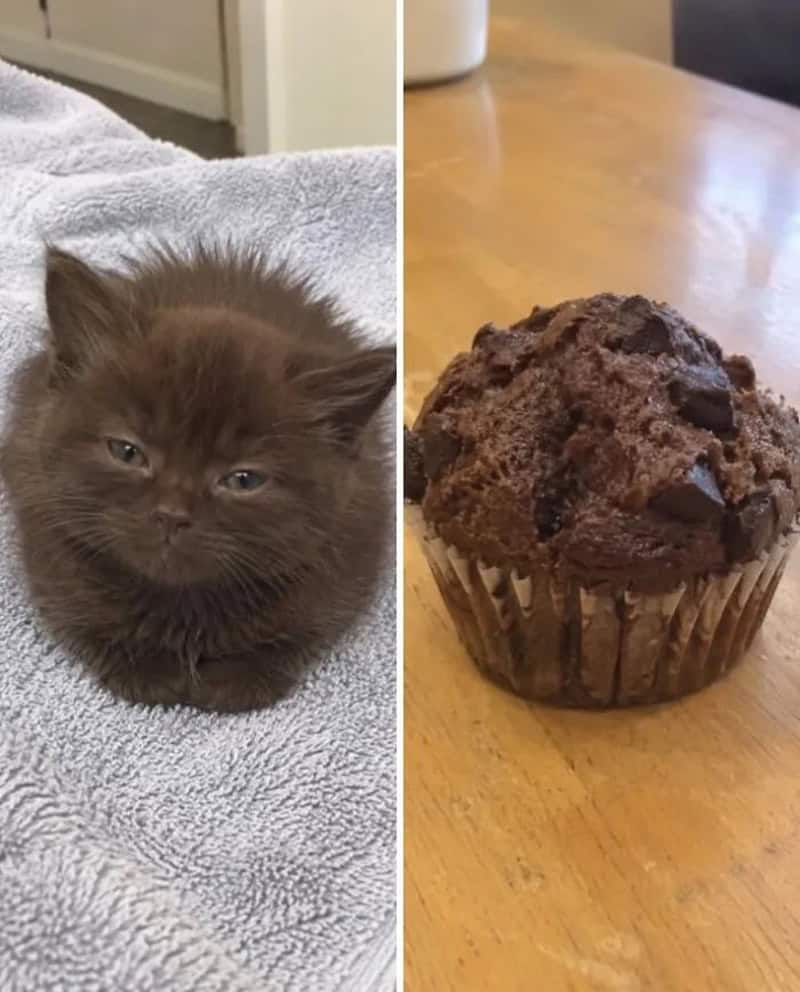 A fluffy brown kitten next to a chocolate muffin on a wooden table.
