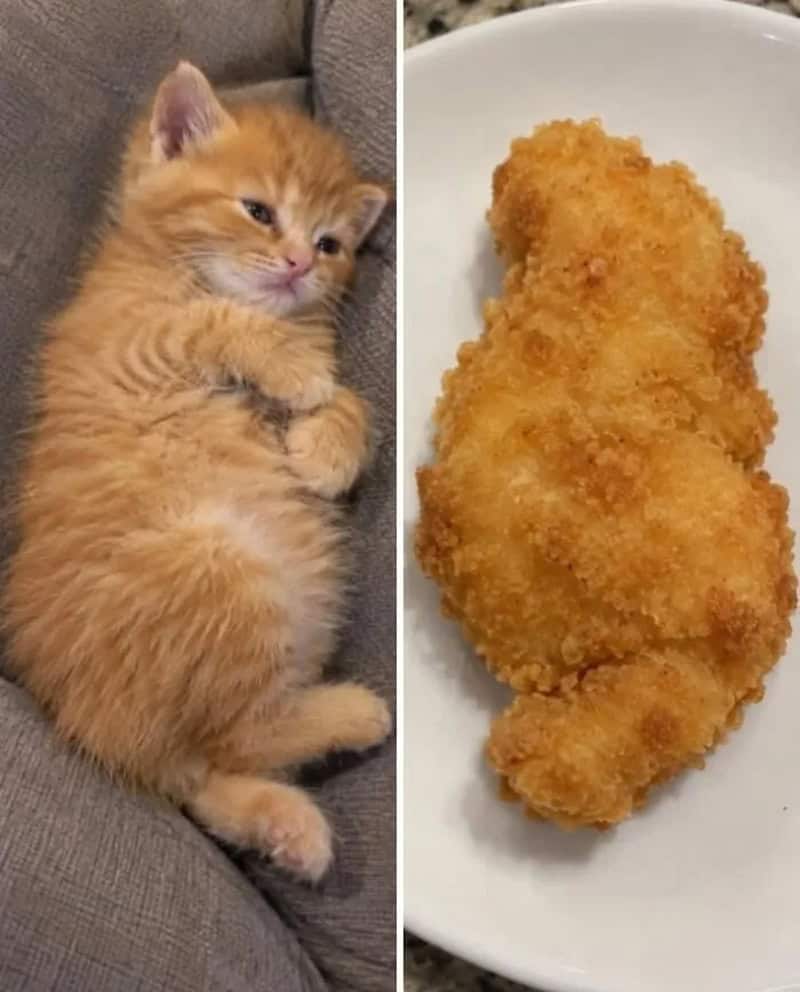 Cute orange kitten lying on a gray couch next to a fried chicken drumstick.