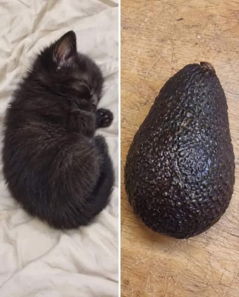 Black kitten curled up sleeping next to an avocado on a wooden surface.
