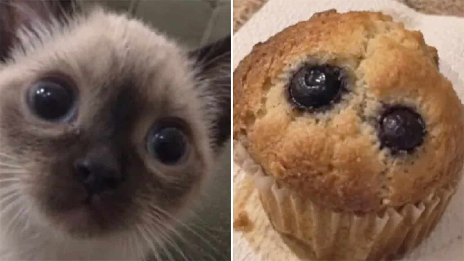 Close-up of a Siamese kitten with blue eyes and a chocolate point coat.