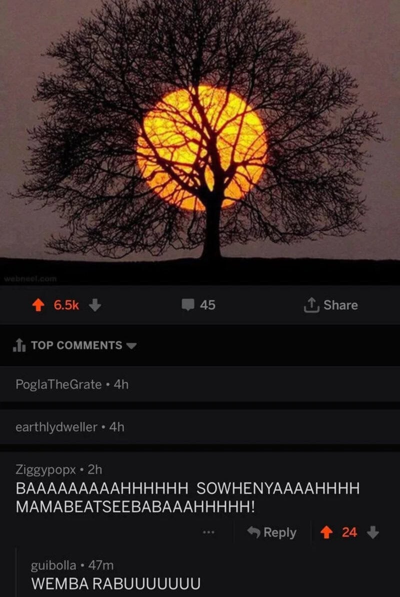 Tree silhouette with the sun setting behind it, creating a glowing effect.