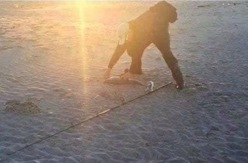 Person bending over on the beach at sunset, with a dog nearby.