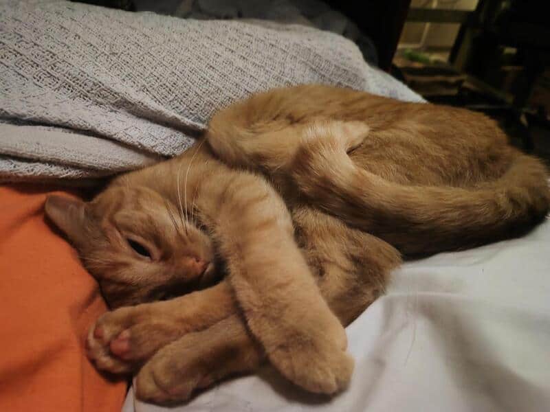 Orange tabby cat sleeping on a bed with a gray blanket and white sheet.