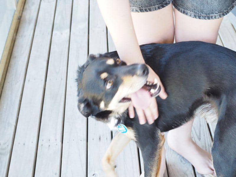 Person petting a black and tan dog on a wooden deck.