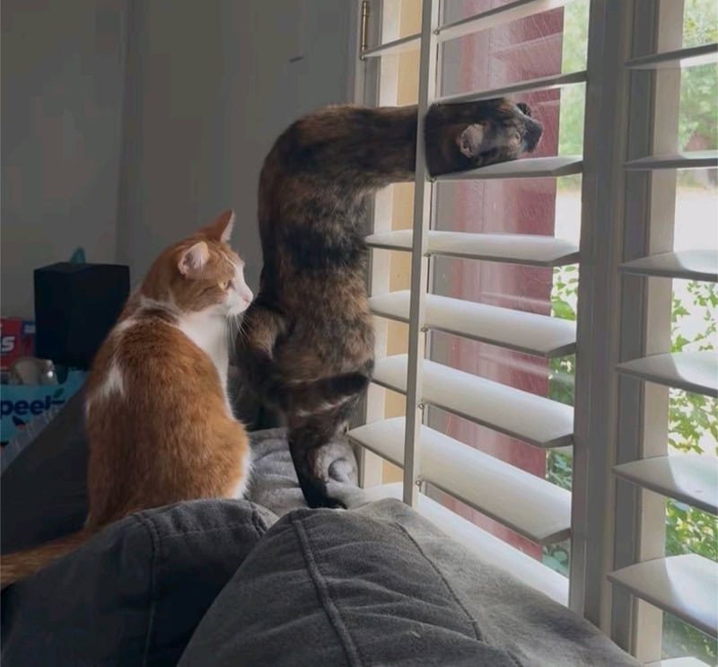 Two cats looking out of a window with blinds, one sitting and one stretching.