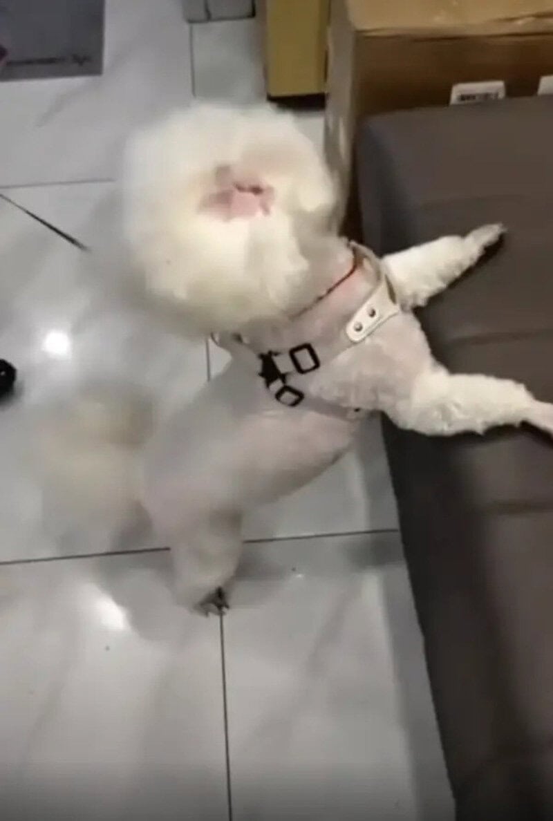 Fluffy white dog with a harness, standing on hind legs, leaning on a sofa.